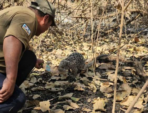 MMAYA Y BOA HABILITAN VUELOS GRATUITOS DE VETERINARIOS PARA LA ATENCIÓN DE ANIMALES AFECTADOS POR LOS INCENDIOS