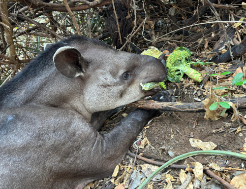 MINISTERIO DE MEDIO AMBIENTE Y VETERINARIOS VOLUNTARIOS REFUERZAN TRABAJOS DE RESCATE  A FAUNA SILVESTRE